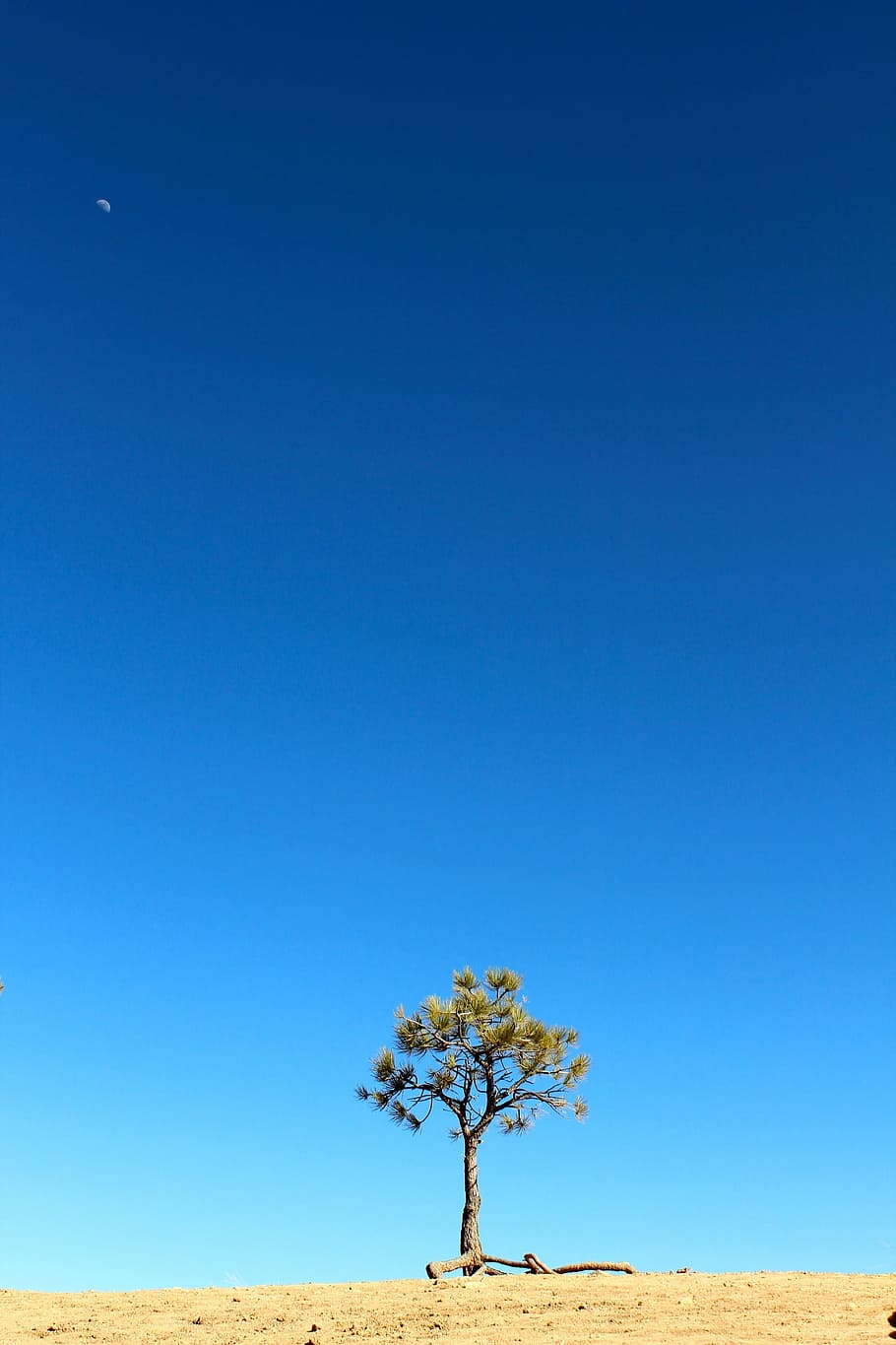 Grün, Baum, braun, Feld, tagsüber, Pflanze, Kiefer, Nadelbaum, Natur, Sommer-, Umgebung, einsam, Himmel, Blau, Mond, Halbmond, Mond-, azurblau, Farbe, Sand, trocken, verlassen, Landschaft, Szene, Wüste, trockenes Klima, Sanddüne, szenen, draußen, keine Leute, Schönheit in der Natur, Ruhe, klarer Himmel, kopieren sie platz, ruhige Szene, Land, Szenen - Natur, Wachstum, Tag, einzelner Baum, Horizont über Land, Horizont, Klima, halbtrocken, 2K