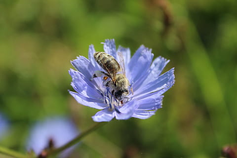 fiore, ape, impollinazione, primavera, insetto, le api al lavoro, natura, lavoro, nettare, fioritura, polline, giardino, avvicinamento, Incremento, soleggiato, nitidezza, fiorente, api, macro, fiori selvatici, impollinazione dei fiori, miele, fiori che sbocciano, i petali, villaggio poland, macrofotografia, invertebrato, pianta fiorita, animali allo stato selvatico, un animale, temi animali, animale, bellezza nella natura, fauna selvatica, fragilità, vulnerabilità, petalo, crescita, pianta, testa di fiore, freschezza, nessuno, viola, 5K, CC0, dominio pubblico, privo di copyright