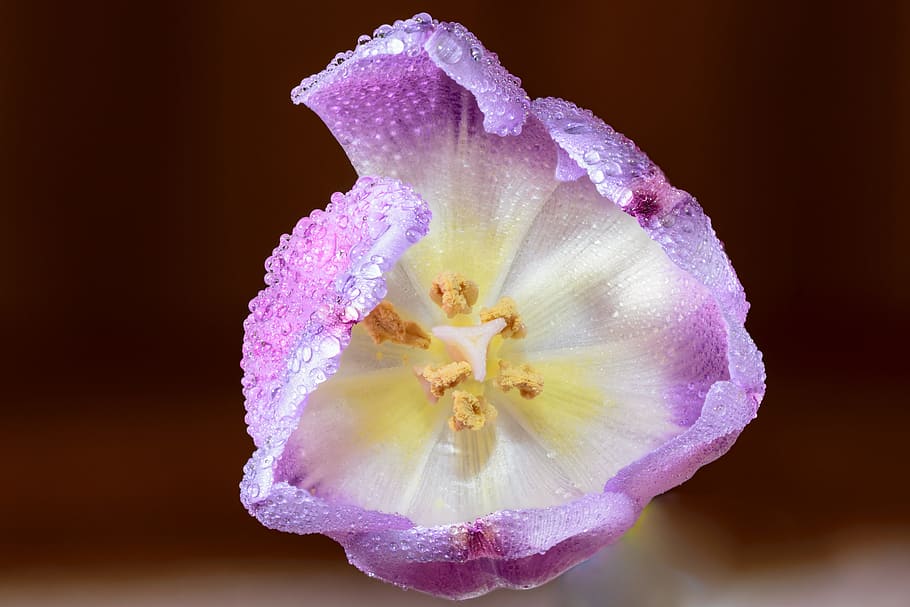 llum, art, porpra, jardí, fons, bonic, florir, florint, flor, borrós, brillant, primer pla, color, delicada, disseny, detalls, gotes de rosada, gotes, flora, focus, fresc, frescor, creixement, macro, fotografia macro, natural, a l'aire lliure, pètals, planta, pol·len, gotes de pluja, temporada, vibrant, fons de pantalla, humit, bellesa a la natura, planta amb flors, tir de l'estudi, cap de flor, inflorescència, pètal, fragilitat, vulnerabilitat, naturalesa, a l'interior, cap gent, fons de colors, color rosa, suavitat, fons negre, 5K