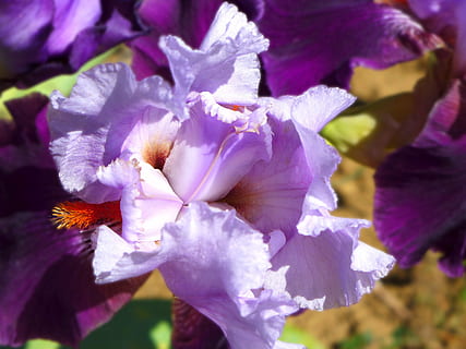 iris, fiore, viola, natura, pianta, avvicinamento, petalo, foglia, colore rosa, pianta fiorita, bellezza nella natura, vulnerabilità, fragilità, freschezza, infiorescenza, crescita, testa di fiore, concentrarsi sulle conoscenze acquisite, nessuno, giorno, polline, all'aperto, fiorire, primavera, iris - pianta, 2K, CC0, dominio pubblico, privo di copyright