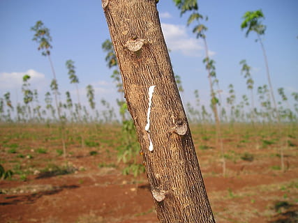 árvore de borracha, mercadoria, Camboja, borracha, sudeste, Ásia, assim, árvore, tronco de árvore, ninguém, natureza, madeira - material, dia, plantar, focar em primeiro plano, tronco, terra, tranquilidade, ao ar livre, crescimento, céu, fechar-se, panorama, meio Ambiente, beleza na natureza, campo, texturizado, latido, 1080P, CC0, domínio público, royalty free