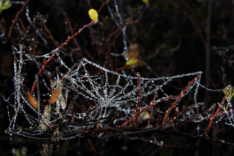 picea, teranyina, gel, fred, gelades, no fred, nit, gelat, al matí, guai, la boira, gelada, zers, congelat, delicada, hivern, tardor, garlandes, gotes, cristalls, cristalls de gel, rima dura, naturalesa, primer pla, bosc, a l'aire lliure, fons, arbre, branca, temperatura de fred, fragilitat, vulnerabilitat, centrar-se en primer pla, planta, bellesa a la natura, cap gent, humit, tirar, dia, aigua, creixement, complexitat, rosada, gota de pluja, 4K