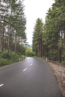 floresta, estrada, árvore, verde, natureza, panorama, exterior, caminho, parque, madeiras, viagem, chuva, nublado, plantar, o caminho a seguir, transporte, direção, ninguém, crescimento, símbolo, dia, Perspectiva Diminutiva, placa, tranquilidade, marcação, céu, beleza na natureza, marcação de estrada, estrada vazia, longo, 5K, CC0, domínio público, royalty free