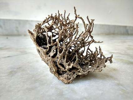 natur skulptera, termit gjord, mobilklick, närbild, inget folk, natur, fokusera på förgrunden, torr, växt, utomhus, dag, tabell, fortfarande liv, träd, död växt, trämaterial, Bonsai träd, rot, mönster, enda objekt, selektiv fokusering, mat och dryck, torkades, 4K, CC0, offentligt domän, royaltyfria