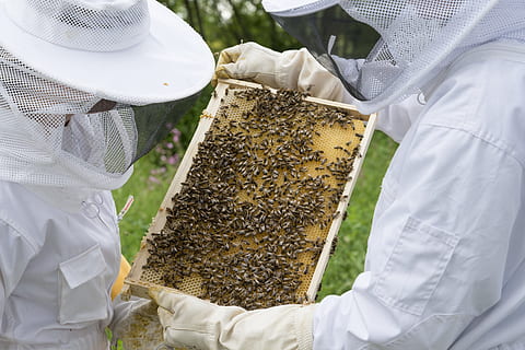 person, holding, beehives, daytime, beekeeper, bees, beehive, hive, bee breeding, beekeeping, prey, bee hives, bee keeping, honey bees, honey combs, bee-keeping, honey production, protective workwear, adult, one person, agriculture, men, bee, protection, insect, males, invertebrate, nature, apiculture, protective glove, occupation, midsection, beauty in nature, mature men, outdoors, human limb, 2K, CC0, public domain, royalty free