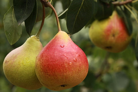 merapatkan, foto, merah, kuning, buah, pir, buah pir, makanan dan minuman, gantung, makanan, tidak ada orang, pertumbuhan, hari, kesegaran, makan sehat, kesejahteraan, menanam, daun, bagian tanaman, pohon, fokus pada latar depan, alam, cabang, pohon buah, buah apel, matang, di luar rumah, 4K, CC0, domain publik, bebas royalti
