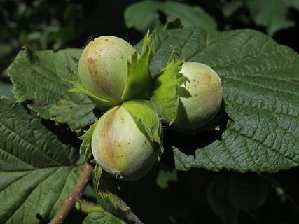 selettivo, fotografia a fuoco, tre, il giro, verde, semi, nocciola, pianta, Marrone, cibo, Noce, autunno, Aperto, frutto dell'albero, corylus avellana, macro, nocciola comune, frutta, cibo e bevande, foglia, colore verde, freschezza, parte vegetale, crescita, mangiare sano, avvicinamento, natura, giorno, nessuno, bellezza nella natura, benessere, all'aperto, albero, concentrarsi sulle conoscenze acquisite, messa a fuoco selettiva, le foglie, 2K, CC0, dominio pubblico, privo di copyright