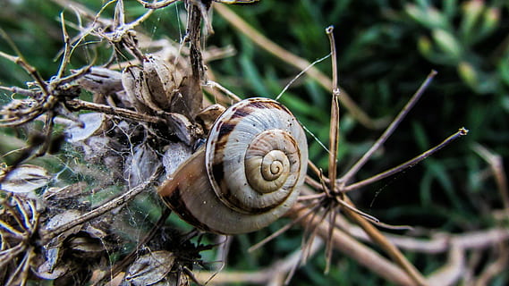 Schnecke, Natur, Schale, Wendel, Umgebung, Tierwelt, Zypern, kappari, Tier, Gastropode, Weichtier, Tierthemen, Tierhülle, wirbellos, ein Tier, Nahansicht, Tiere in freier Wildbahn, Spiral-, Pflanze, Tag, Langeweile, Fokus auf den Vordergrund, keine Leute, Pflanzenteil, draußen, kriechen, 4K, CC0, gemeinfrei, lizenzfrei