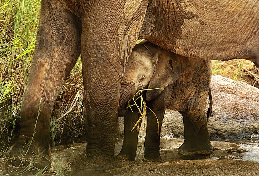 dos, marró, els elefants, durant el dia, vedella d'elefant, protegit, segur, unió, nadó, temes d'animals, animal, elefant, fauna animal, animals a la natura, mamífer, part del cos dels animals, cap gent, vertebrats, un animal, terra, dia, naturalesa, de peu, tronc d’animals, a l'aire lliure, arbre, vista lateral, elefant africà, herbívors, beure, 4K