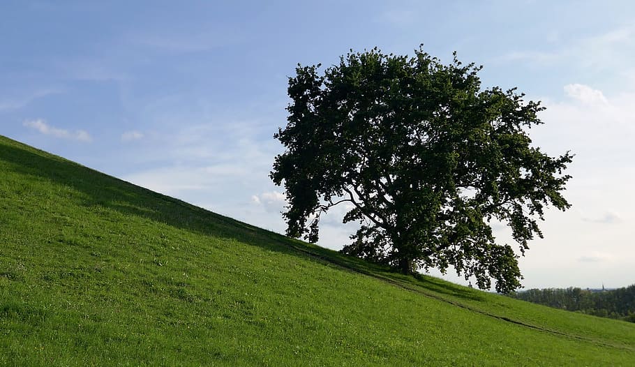 arbre, turó, pendent, prat, verd, cel, paisatge, planta, herba, color verd, terra, creixement, camp, bellesa a la natura, escena tranquil·la, núvol - cel, escenics - natura, medi ambient, tranquil·litat, naturalesa, escena no urbana, cap gent, dia, a l'aire lliure, 2K
