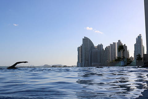 puljer, pool, horisont, hav, skyskraber, by, vand, himmel, ingen mennesker, havnefronten, bygning udvendig, arkitektur, bygget struktur, natur, by skyline, bygning, kontorbygning udvendig, dyr i naturen, dyre temaer, dyreliv, dag, dyr, bybilledet, udendørs, 5K, CC0, offentligt domæne, royaltyfrie