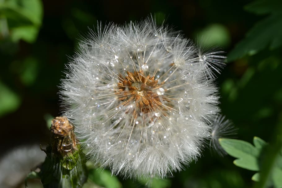 dente de leão, semente, cabeça, fechar-se, verde, detalhe, golpe, flor, selvagem, plantas, natureza, dente de leão comum, erva daninha, officinale, fragilidade, suavidade, plantar, planta com flores, vulnerabilidade, beleza na natureza, frescura, focar em primeiro plano, ninguém, crescimento, cor branca, ao ar livre, dia, inflorescência, cabeça de flor, semente de dente de leão, 4K
