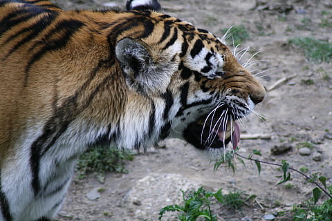 tiger, dyr, rovdyret, katt, dyrehage, dyreliv, dyr i naturen, ett dyr, dyr på jakt, fare, løve - feline, dyre temaer, pattedyr, stor katt, feline, Carnivora, ingen folk, dyr kroppsdel, virveldyr, nærbilde, værhår, natur, munnen åpen, stripete, utendørs, dyr hode, aggresjon, brøl, dyr tenner, snerrende, 4K, CC0, offentlig domene, opphavsrett gratis