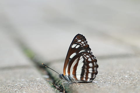 farfalla, volante, tigre fantasma, invertebrato, fauna selvatica, temi animali, un animale, animali allo stato selvatico, animale, ala animale, insetto, farfalla - insetto, bellezza nella natura, nessuno, avvicinamento, natura, parte del corpo animale, giorno, segni di animali, concentrarsi sulle conoscenze acquisite, messa a fuoco selettiva, all'aperto, modello naturale, 5K, CC0, dominio pubblico, privo di copyright
