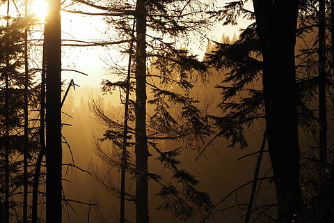 las, drzewa, krajobraz, zimowy, lasy, mgła, gaj drzew, Natura, drzewo, zachód słońca, sylwetka, na dworze, roślina, pnia drzewa, bagażnik samochodowy, piękno natury, wzrost, scenics - natura, żadnych ludzi, wylądować, spokojna scena, niebo, Oddział, spokój, lesisty teren, scena pozamiejska, środowisko, sosna, wiecznie zielone drzewo, drzewo iglaste, lasy sosnowe, 4K, CC0, domena publiczna, darmowe zdjęcia