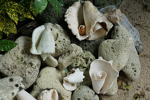 shell, blanc, mar, vista d’angle alt, cap gent, naturalesa, terra, primer pla, sòlid, dia, rock, bellesa a la natura, fauna animal, gran grup d'objectes, rock - object, planta, creixement, pedra - objecte, a l'aire lliure, petxina de mar, closca d’animals, menjar i beguda, submarí, 5K, CC0, domini públic, lliure de regalies
