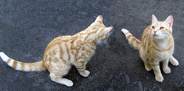 tomcat, gato, gatos, gato doméstico, felino, pets, doméstico, mamífero, animais domésticos, grupo de animais, dois animais, vertebrado, visão de alto ângulo, ninguém, união, dia, estrada, cidade, gato ruivo, bigode, 1080P, CC0, domínio público, royalty free