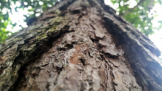 prospettiva, struttura, albero, corteccia di albero, natura, foresta, tronco d'albero, abbaiare, bosco, ramo, all'aperto, legno - materiale, tronco, pianta, strutturato, avvicinamento, ruvido, corteccia vegetale, nessuno, giorno, Inquadratura dal basso, concentrarsi sulle conoscenze acquisite, crescita, modello, messa a fuoco selettiva, Marrone, direttamente sotto, effetto strutturato, 5K, CC0, dominio pubblico, privo di copyright