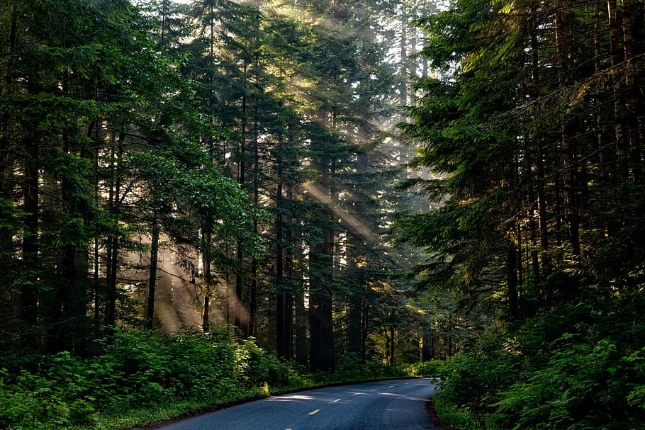 Černá, asfaltová silnice, zelená, stromy, les, slunečního světla, hřídel světla, krajina, scénický, Příroda, venku, Redwoods, Krásná, silnice, letní, země, venkov, venkovský, Kalifornie, hdr, strom, rostlina, křivka, přeprava, den, nikdo, směr, cesta vpřed, zelená barva, růst, krása v přírodě, prázdné silnici, perspektiva, klid, přistát, podepsat, klidné scény, země silnici, treelined, 1080P