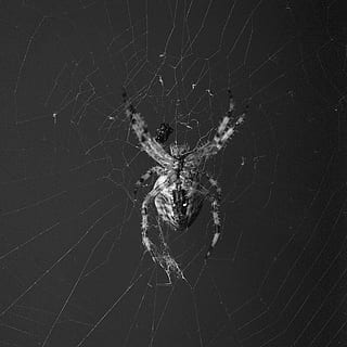 ragno, orbweaver, attraversato, web, natura, aracnide, macro, seta, tessitura, artropodo, insetto, raccapricciante, paura, aracnofobia, bianco e nero, monocromatico, ragnatela, temi animali, animale, invertebrato, animali allo stato selvatico, fauna selvatica, fragilità, avvicinamento, un animale, nessuno, vulnerabilità, sopravvivenza, concentrarsi sulle conoscenze acquisite, zoologia, all'aperto, gamba animale, complessità, sfondo nero, 4K, CC0, dominio pubblico, privo di copyright