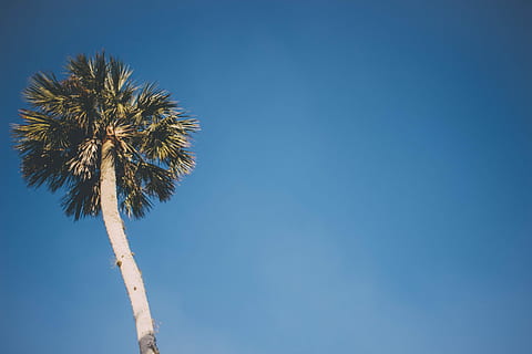 arbre de coco, blau, cel, baix, fotografia d'angle, Palmera, arbre, florida, clima tropical, planta, vista d’angle baix, còpia espai, cel clar, dia, naturalesa, alta - alta, cap gent, assolellat, arbre tropical, palmera de coco, tranquil·litat, creixement, bellesa a la natura, tronc de l'arbre, a l'aire lliure, fulla de palma, directament a sota, 5K, CC0, domini públic, lliure de regalies