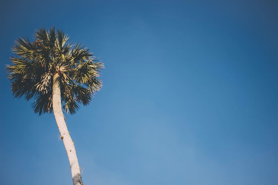 arbre de coco, blau, cel, baix, fotografia d'angle, Palmera, arbre, florida, clima tropical, planta, vista d’angle baix, còpia espai, cel clar, dia, naturalesa, alta - alta, cap gent, assolellat, arbre tropical, palmera de coco, tranquil·litat, creixement, bellesa a la natura, tronc de l'arbre, a l'aire lliure, fulla de palma, directament a sota, 5K