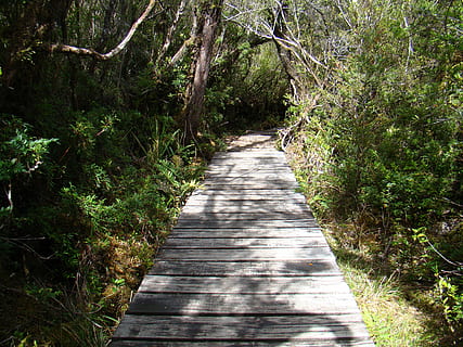 trilha, caminho, panorama, plantar, direção, árvore, o caminho a seguir, crescimento, floresta, natureza, terra, tranquilidade, dia, beleza na natureza, ninguém, luz solar, cena tranquila, ao ar livre, cor verde, Perspectiva Diminutiva, sombra, madeira - material, longo, bambu - planta, 2K, CC0, domínio público, royalty free