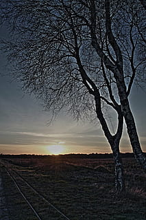 Birke, Sonnenuntergang, ein prägender, Stimmung, Moor, Himmel, Baum, kahler Baum, Pflanze, Ruhe, Schönheit in der Natur, Landschaft, Umgebung, Szenen - Natur, ruhige Szene, Natur, Feld, keine Leute, Ast, Land, Silhouette, draußen, Nicht-städtische Szene, idyllisch, 1080P, CC0, gemeinfrei, lizenzfrei
