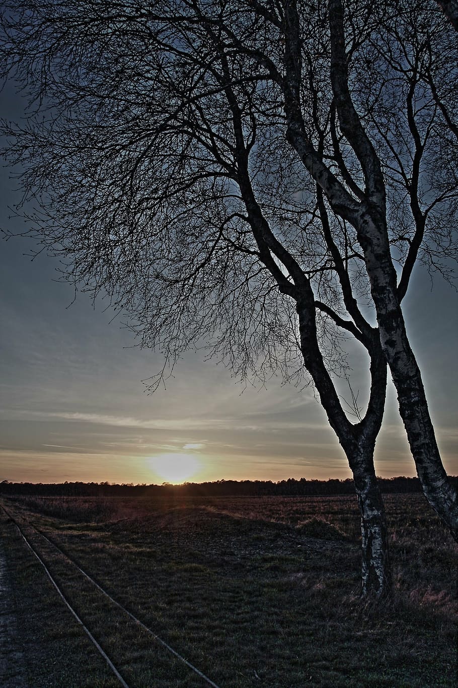 Birke, Sonnenuntergang, ein prägender, Stimmung, Moor, Himmel, Baum, kahler Baum, Pflanze, Ruhe, Schönheit in der Natur, Landschaft, Umgebung, Szenen - Natur, ruhige Szene, Natur, Feld, keine Leute, Ast, Land, Silhouette, draußen, Nicht-städtische Szene, idyllisch, 1080P