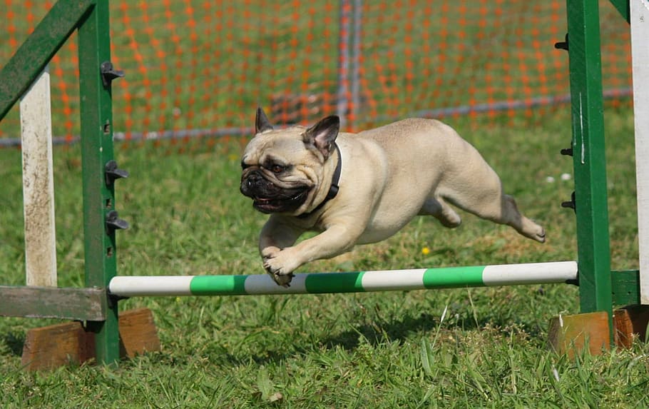 pug caramel, saltar, obstacle, gos, pug, formació, raça, pedigree, mascotes, animals domèstics, mamífer, un animal, animal, temes d'animals, caní, a l'aire lliure, nacional, gos de tornada, petit, herba, vertebrats, planta, bulldog francès, dia, animal jove, cap gent, moviment, gos de pura raça, 1080P