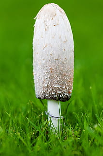 tardor, tapa, primer pla, caure, menjar, fong, herba, verd, créixer, macro, bolets, naturalesa, a l'aire lliure, parc, planta, blanc, color verd, vegetals, creixement, camp, terra, cap gent, dia, frescor, enfocament selectiu, bellesa a la natura, toadstool, menjar i beguda, nivell superficial, 2K, CC0, domini públic, lliure de regalies