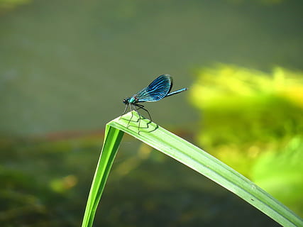 natur, insekt, blad, sommer, dragonfly, banded demoiselle, Spreewald, blå, vann, virvelløse, dyreliv, dyr i naturen, dyre temaer, dyr, ett dyr, dyrfløyen, grønn farge, damselfly, anlegg, fokusere på forgrunnen, nærbilde, plante del, dag, ingen folk, skjønnhet i naturen, gress, utendørs, gresstrå, 4K, CC0, offentlig domene, opphavsrett gratis