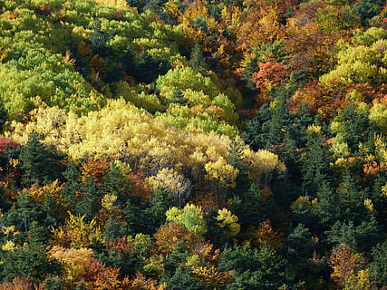 outono, floresta, natureza, folhagem, colorida, panorama, caloroso, tons, plantar, beleza na natureza, árvore, tranquilidade, crescimento, dia, cena tranquila, ninguém, mudança, terra, scenics - natureza, cor verde, visão de alto ângulo, ao ar livre, quadro completo, origens, 4K, CC0, domínio público, royalty free