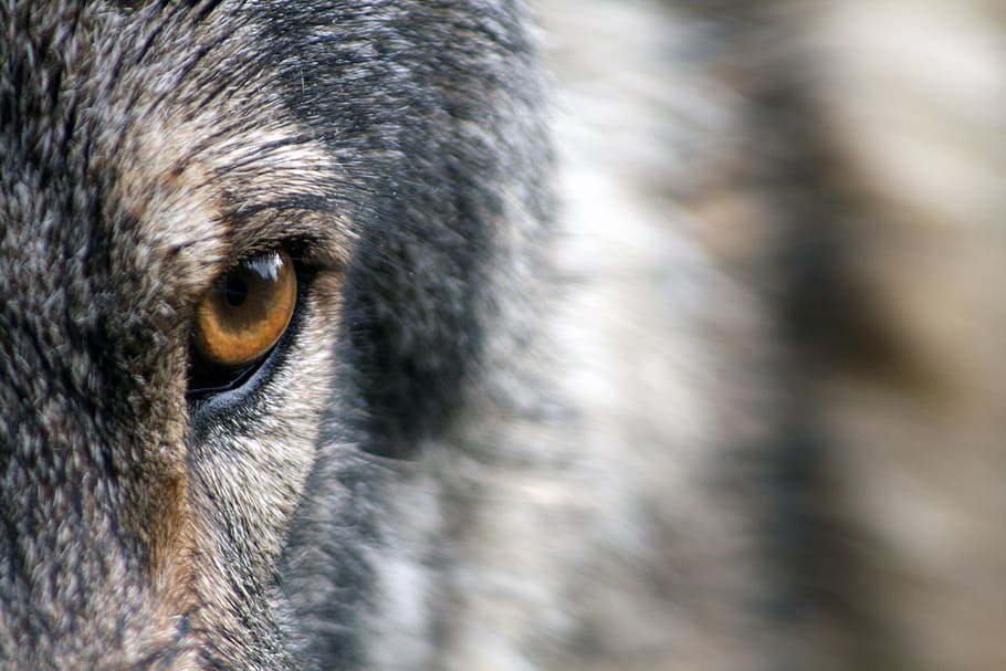 foto de primer pla, marró, gris, animal, llop, ull, pell, salvatge, vida salvatge, naturalesa, depredador, mamífer, caní, canis, lupus, ulls de llop, criatura, carnívor, a l'aire lliure, perillós, en perill d’extinció, un animal, temes d'animals, primer pla, part del cos dels animals, cap d’animals, fauna animal, ull d’animals, cap gent, nacional, animals domèstics, animals a la natura, mascotes, retrat, dia, pèl d’animals, vertebrats, vista del perfil, bigotis, 4K