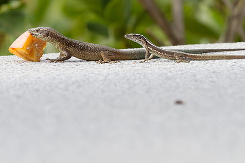llangardaix, alimentació, madeira, rèptil, un animal, fauna animal, animals a la natura, cap gent, enfocament selectiu, vertebrats, dia, primer pla, naturalesa, a l'aire lliure, rastreig, nivell superficial, part del cos dels animals, carretera, vista lateral, iguana, verinós, 2K, CC0, domini públic, lliure de regalies