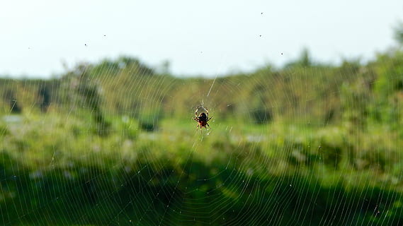 web, ragno, Rete, insetti, predatore, macro, insetto, animali, natura, ragni, temi animali, animale, un animale, invertebrato, ragnatela, fauna selvatica, fragilità, animali allo stato selvatico, concentrarsi sulle conoscenze acquisite, avvicinamento, nessuno, vulnerabilità, bellezza nella natura, aracnide, giorno, pianta, far cadere, all'aperto, 4K, CC0, dominio pubblico, privo di copyright