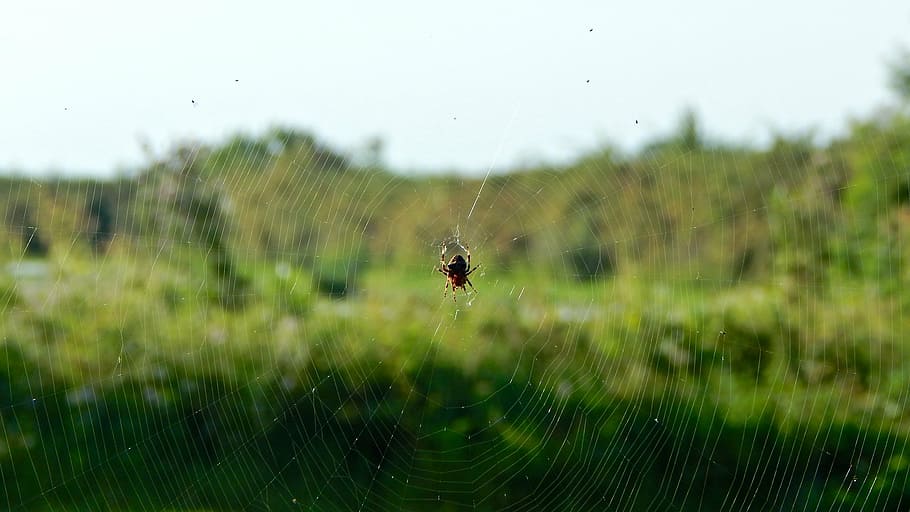 web, ragno, Rete, insetti, predatore, macro, insetto, animali, natura, ragni, temi animali, animale, un animale, invertebrato, ragnatela, fauna selvatica, fragilità, animali allo stato selvatico, concentrarsi sulle conoscenze acquisite, avvicinamento, nessuno, vulnerabilità, bellezza nella natura, aracnide, giorno, pianta, far cadere, all'aperto, 4K