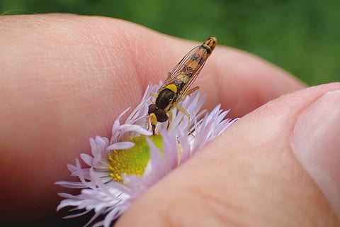 nature, close, insect, hoverfly, blossom, bloom, human body part, human hand, hand, animal wildlife, body part, close-up, invertebrate, one animal, animals in the wild, flower, selective focus, beauty in nature, one person, finger, flowering plant, small, pollination, human limb, 4K, CC0, public domain, royalty free