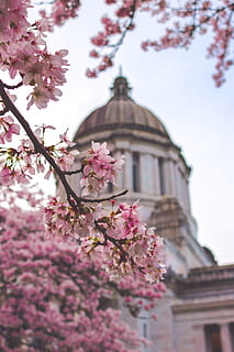 Campidoglio, edificio, lo stato di Washington, Campidoglio, costruzione, Washington, stato, primavera, America, Stati Uniti d'America, cupola, unito, capitale, congresso, simbolo, monumento, punto di riferimento, architettura, albero, fioritura, fiorire, storia, fiore, colore rosa, nessuno, ramo, pianta fiorita, pianta, esterno dell'edificio, fragilità, struttura costruita, natura, freschezza, bellezza nella natura, crescita, Inquadratura dal basso, fiore di ciliegio, vulnerabilità, giorno, all'aperto, ciliegio, 5K, CC0, dominio pubblico, privo di copyright