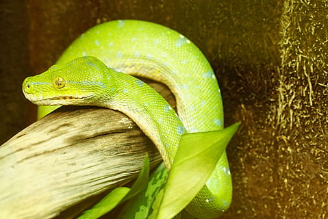 grüne Baumpython, Schlange, ungiftig, Tierthemen, Tier, Reptil, ein Tier, Wirbeltier, Tierwelt, grüne Farbe, Tiere in freier Wildbahn, Nahansicht, Baum, Natur, keine Leute, Eidechse, Tierkörperteil, Ast, Pflanze, Tag, Blatt, Pflanzenteil, draußen, zusammengerollt, Tierwaage, giftig, Regenwald, Tierkopf, 4K, CC0, gemeinfrei, lizenzfrei