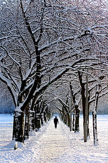 home, negre, jaqueta, caminar, nevat, arbre, durant el dia, sol, avinguda, fred, paisatge, parc, persona, neu, hivern, temperatura de fred, branca, cobertura, planta, naturalesa, bellesa a la natura, vista del darrere, dia, Color blanc, el camí a seguir, direcció, arbre nu, persones reals, congelat, escenics - natura, a l'aire lliure, treelined, 2K, CC0, domini públic, lliure de regalies