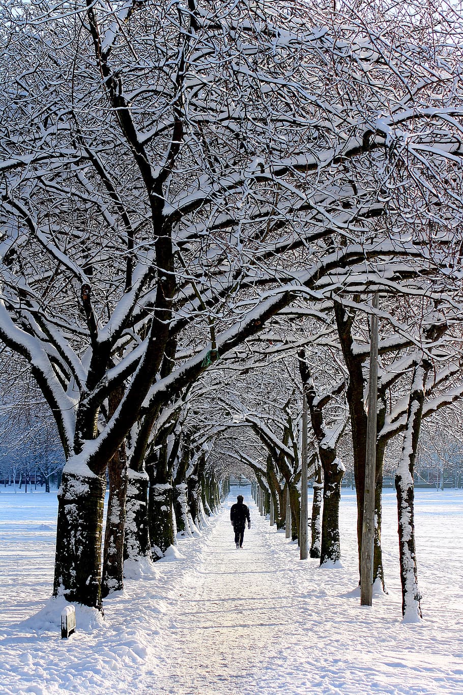 home, negre, jaqueta, caminar, nevat, arbre, durant el dia, sol, avinguda, fred, paisatge, parc, persona, neu, hivern, temperatura de fred, branca, cobertura, planta, naturalesa, bellesa a la natura, vista del darrere, dia, Color blanc, el camí a seguir, direcció, arbre nu, persones reals, congelat, escenics - natura, a l'aire lliure, treelined, 2K