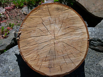 Quercia, fetta, vecchio, il giro, natura, albero, ancora, vita, boschi, foresta, legname, anello degli alberi, tronco d'albero, legno - materiale, sezione trasversale, industria del legname, abbaiare, legna, ceppo, giorno, avvicinamento, la deforestazione, strutturato, nessuno, pianta, vista dall'alto, all'aperto, venatura del legno, 2K, CC0, dominio pubblico, privo di copyright