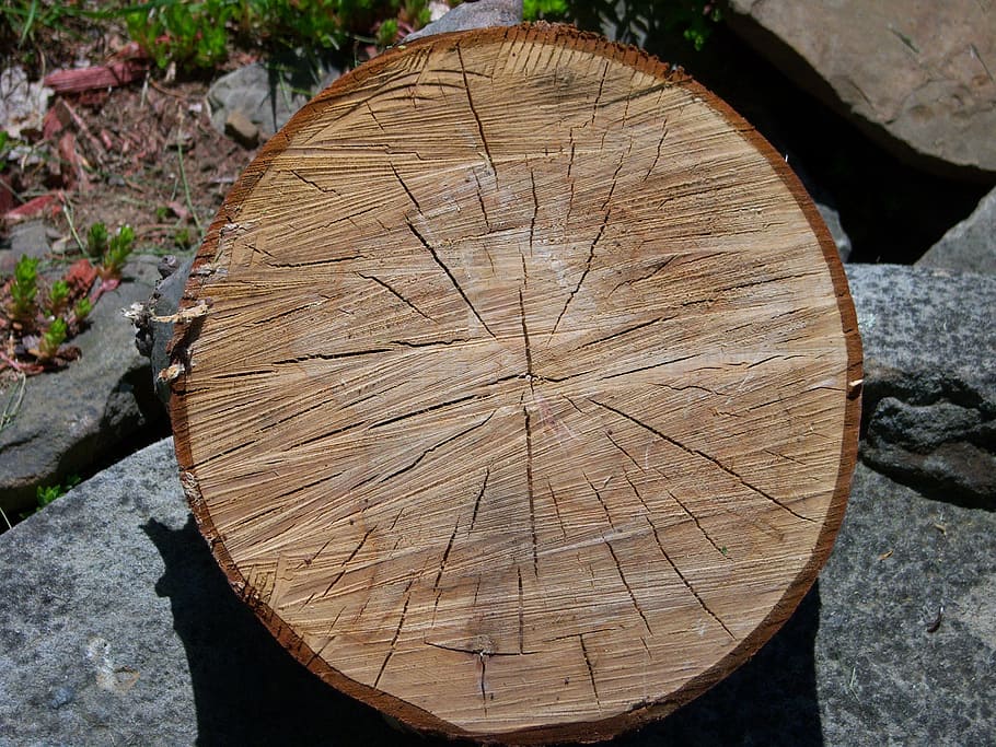 roure, tall, vell, rodó, naturalesa, arbre, encara, la vida, boscos, bosc, fusta, anell d’arbre, monstre de l'arbre, material de fusta, secció transversal, indústria de la fusta, escorça, registre, dia, primer pla, desforestació, textura, cap gent, planta, vista d’angle alt, a l'aire lliure, gra de fusta, 2K