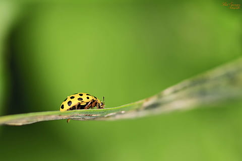 poc profund, foto del focus, groc, negre, escarabat, macro, marieta, error, naturalesa, primer pla, insecte, animal, full, color verd, planta, vida salvatge, estiu, temes d'animals, invertebrat, fauna animal, un animal, animals a la natura, enfocament selectiu, cap gent, bellesa a la natura, part de la planta, part del cos dels animals, dia, a l'aire lliure, ala dels animals, petit, papallona - insecte, 2K, CC0, domini públic, lliure de regalies