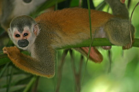 monkey, squirrel, primate, wildlife, nature, wild, rainforest, branch, limb, tropical, small, holding, exotic, animal wildlife, animals in the wild, one animal, mammal, vertebrate, focus on foreground, tree, no people, close-up, plant, day, outdoors, animals in captivity, 2K, CC0, public domain, royalty free