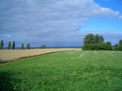 Denmark, pemandangan, langit, awan, bidang, pohon, indah, gandum, alam, di luar, tanah pertanian, pedesaan, tanaman, pertanian, rumput, musim panas, musim semi, menanam, keindahan di alam, awan - langit, adegan yang tenang, scenics - alam, tanah, ketenangan, lingkungan Hidup, pertumbuhan, warna hijau, hari, air, tidak ada orang, horison, di luar rumah, jejak, 1080P, CC0, domain publik, bebas royalti