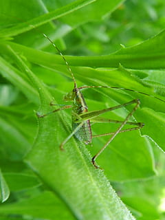 selektiv, fokus foto, grøn, busk cricket, blad plante, makrofotografering, insekt, blad, græshoppe, plante del, hvirvelløse, dyre temaer, dyreliv, grøn farve, dyr, dyr i naturen, et dyr, tæt på, plante, natur, ingen mennesker, dag, dyr kropsdel, udendørs, vækst, skønhed i naturen, myre, dyr ben, 4K, CC0, offentligt domæne, royaltyfrie