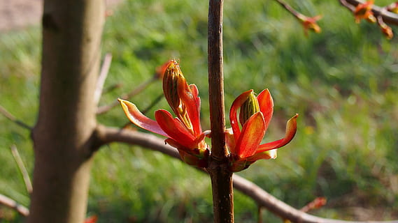 clone, Primavera, natureza, árvore, raminho, brotar, folhagem, plantar, ao ar livre, vermelho, fechar-se, pétala, cor verde, cabeça de flor, verão, beleza na natureza, crescimento, fragilidade, planta com flores, frescura, vulnerabilidade, botânica, ninguém, dia, Flor, ramo, 4K, CC0, domínio público, royalty free