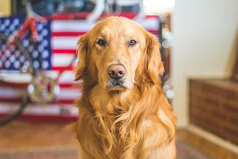 brown, long, coated, dog, u.s., flag, U.S. flag, pets, animal, cute, canine, purebred Dog, golden Retriever, retriever, puppy, mammal, domestic Animals, sitting, looking, one animal, animal themes, looking at camera, domestic, focus on foreground, portrait, no people, dachshund, hair, day, 5K, CC0, public domain, royalty free